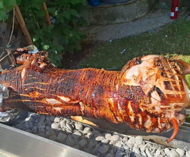 Spanferkel frisch vor Ort gegrillt Holzkohle